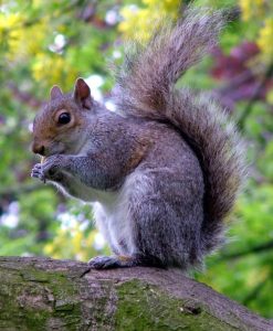 Grey Squirrel