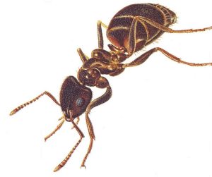 Ant