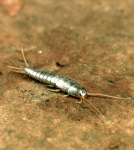 Silverfish