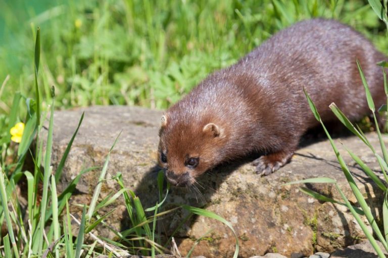 Mink control in East Sussex and West Sussex